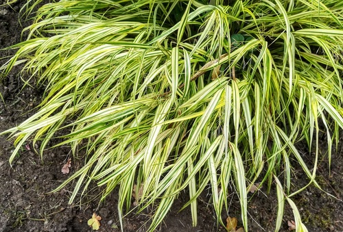 Hakonechloa smukła 'Aureola' Hakonechloa macra