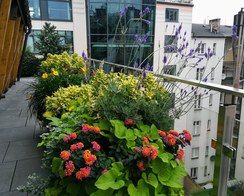 rośliny na balkon i taras