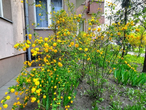 Ozdobne krzewy, które kwitną na żółto wczesną wiosną /złotlin japoński