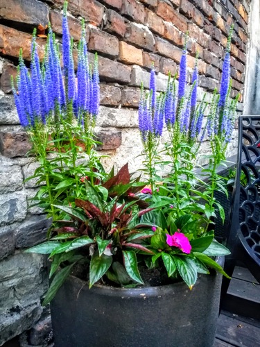 Przetacznik kłosowy (veronica spicata)