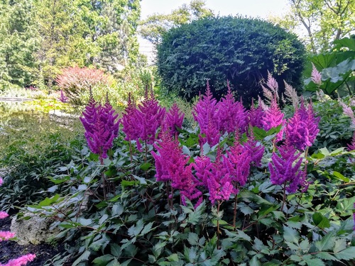 Tawułka chińska 'Visions in Red' Astilbe chinensis