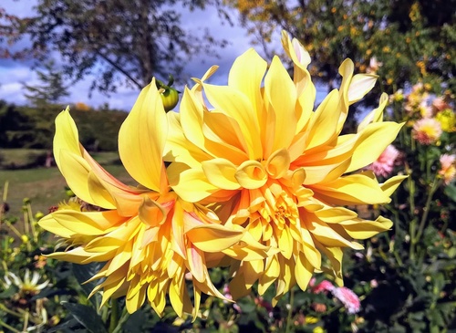 Aranżacja żółtej rabaty kwiatowej z niebieską obwódką