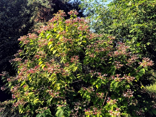 Szczęślin trójdzielny Clerodendrum Trichotomum