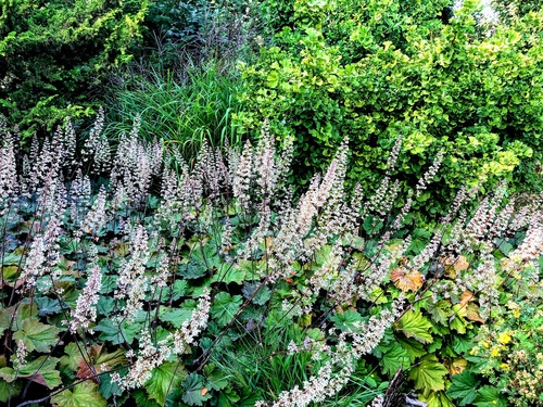 Żurawka Heuchera ,Bronze Beauty'