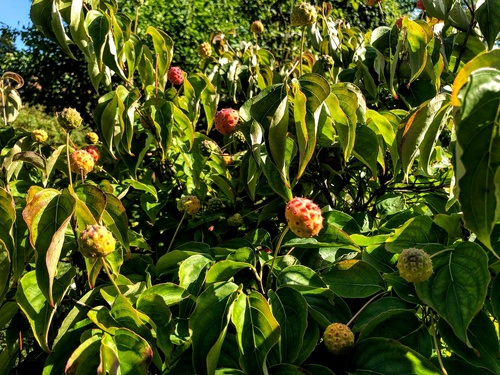 Dereń Kousa (Cornus Kousa)