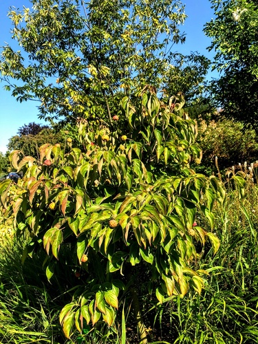 Dereń Kousa (Cornus Kousa) - idealny krzew na soliter
