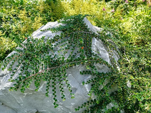 kamień w ogrodzie jako ponadczasowy element dekoracyjny