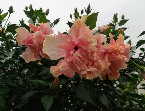 KRZEWY, które lubią słońce/hibiskus ketmia syryjska