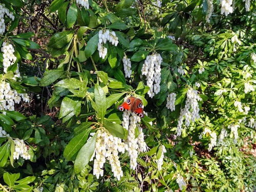 pieris japoński (Pieris japonica) - uprawa i pielęgnacja 