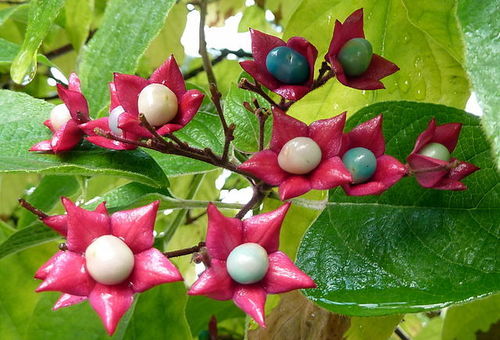 Szczęślin trójdzielny Clerodendrum Trichotomum