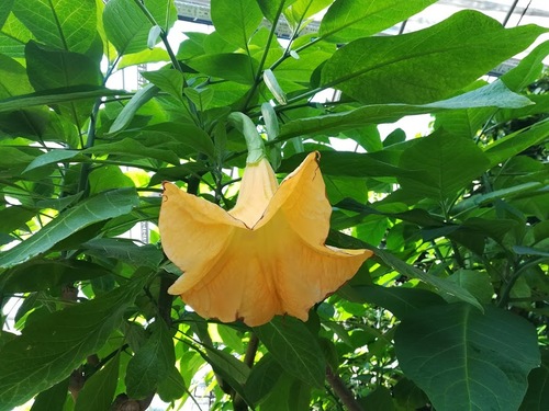  Brugmansia aurea , złota trąbka anioła 