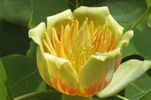 Tulipanowiec amerykański (liriodendron tulipifera) kwiat