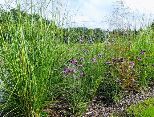 Werbena patagońska Verbena bonariensis (syn. Verbena patagonica)