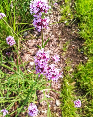 Werbena patagońska Verbena bonariensis (syn. Verbena patagonica)