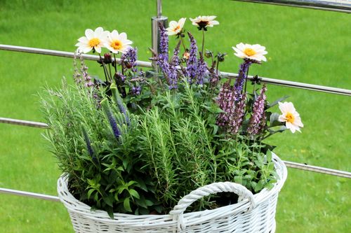 Kwiaty w ogrodzie - 5 ważnych powodów dlaczego warto je uprawiać