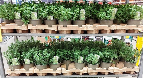 Rośliny w doniczkach z recyklingu będą sprzedawane w markecie budowlanym