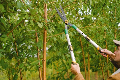 Przycinanie drzew w przydomowym ogrodzie - jak to robić?