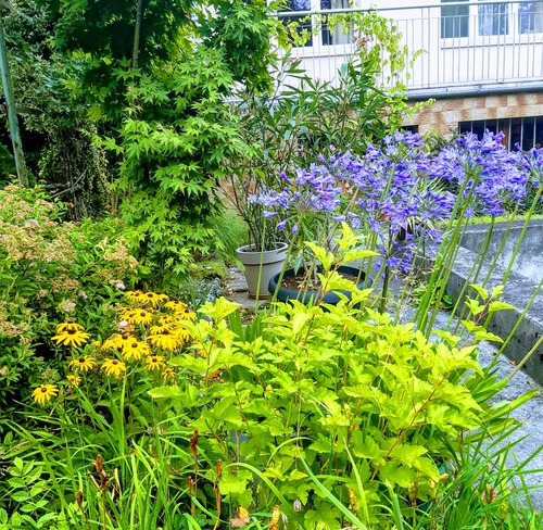 Agapant afrykański (Agapanthus africanus) – piękny i bardzo dekoracyjny kwiat do ogrodowych donic