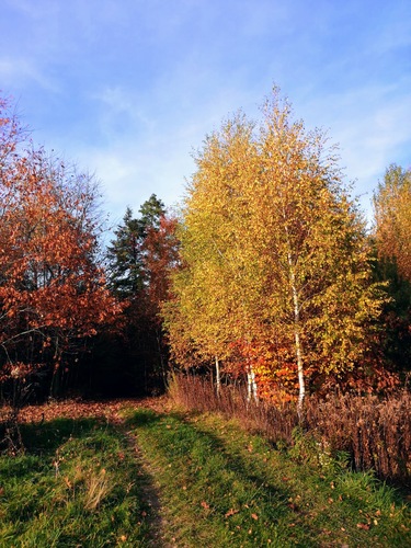Zmiana klimatu, wylesianie i odpowiedzialne zakupy – co pokazują najnowsze badania Zmiana klimatu, wylesianie i odpowiedzialne zakupy – co pokazują najnowsze badania