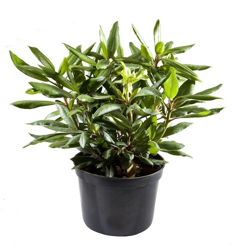 Egzotyczne rośliny, które można uprawiać w domu lub ogrodzie/  różanecznik (Rhododendon sp.)