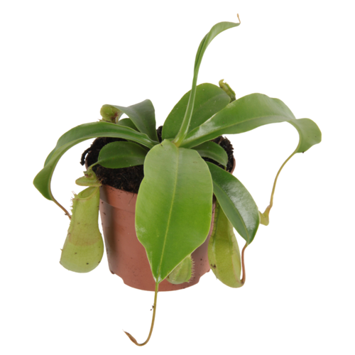 Egzotyczne rośliny, które można uprawiać w domu lub ogrodzie/ dzbanecznik (Nepenthes)