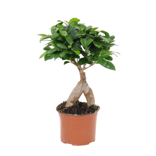 Egzotyczne rośliny, które można uprawiać w domu lub ogrodzie/  fikus w postaci drzewka bonsai (Ficus  microcarpa ‘Ginseng’)