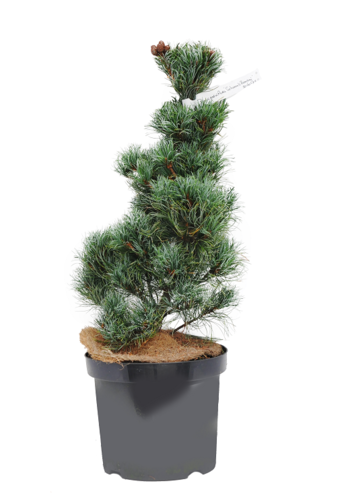 Rośliny egzotyczne w domu i ogrodzie/bonsai sosna (Pinus sp.) 