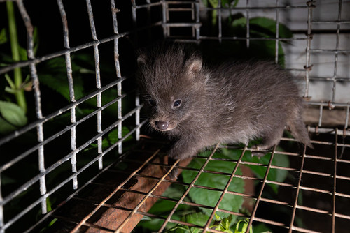 Prezydent Nawrocki podpisał ustawę: koniec hodowli zwierząt na futra