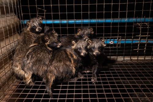 Prezydent Nawrocki podpisał ustawę: koniec hodowli zwierząt na futra Prezydent Nawrocki podpisał ustawę: koniec hodowli zwierząt na futra