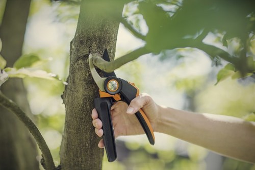 4 ważne zasady jesiennego przycinania krzewów i drzew