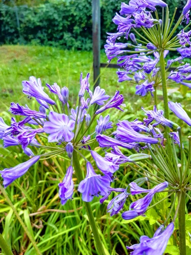 Agapant afrykański (Agapanthus africanus) – piękny i bardzo dekoracyjny kwiat do ogrodowych donic