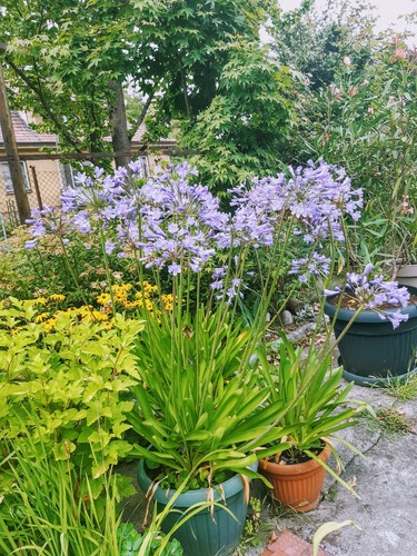 Agapant afrykański (Agapanthus africanus) – piękny i bardzo dekoracyjny kwiat do ogrodowych donic