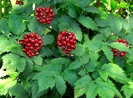 jagody Actaea rubia - czerniec czerwony