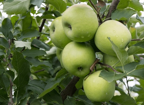 Rozpoczął się sezon na jabłka - czym się powinniśmy sugerować podczas wyboru?