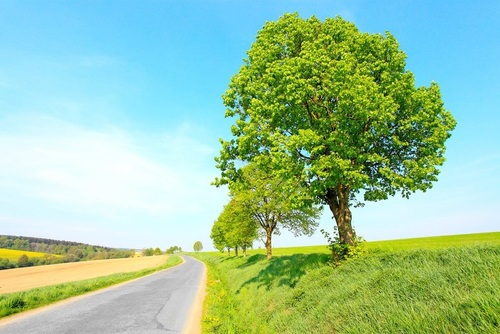 Akcja Przystanek Zieleń - w ramach, której posadzi się 400 drzew na Mokotowie i Wilanowie