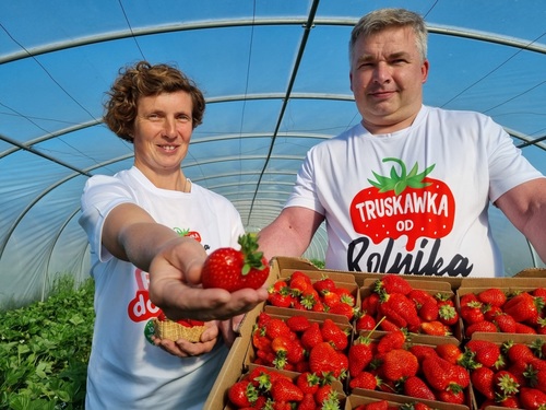 Polacy uwielbiają truskawki - rozpoczyna się truskawkowy maj