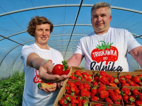 Polacy uwielbiają truskawki - rozpoczyna się truskawkowy maj