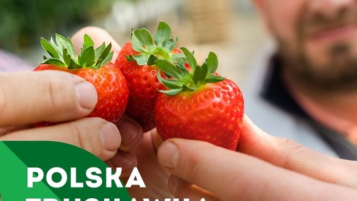 Truskawki - superowoce dlaczego warto je jeść w sezonie