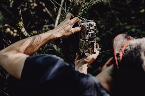 Leśna fotopułapka znajdzie zastosowanie w domku letniskowym