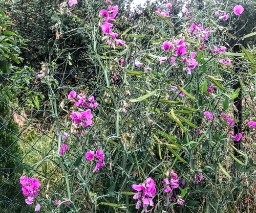 Groszek pachnący (Lathyrus odoratus)