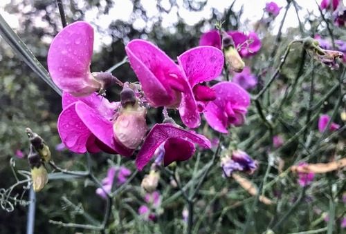 Groszek pachnący (Lathyrus odoratus)