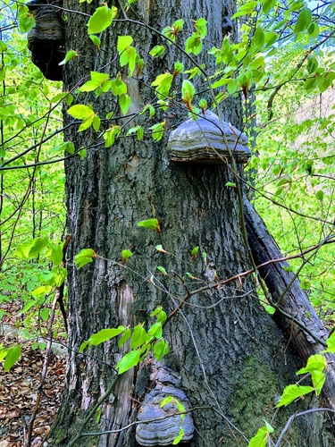 Leśne populacje jerzyków do przetrwania potrzebują starych drzewostanów