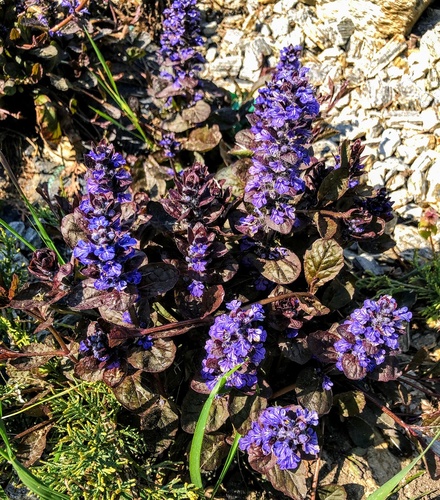 Dąbrówka rozłogowa 'Burgundy Glow'