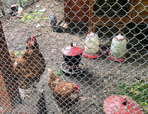 Polskie kurczaki, kaczki i indyki zagoszczą na azjatyckich stołach