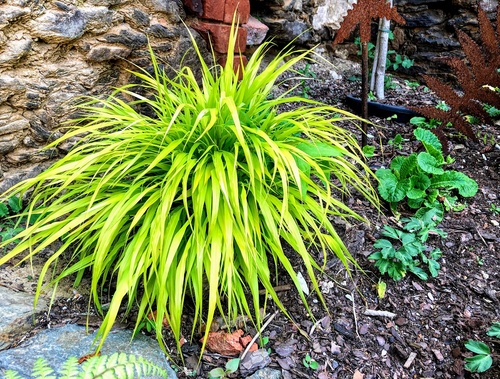 Hakonechloa smukła (Hakonechloa macra)