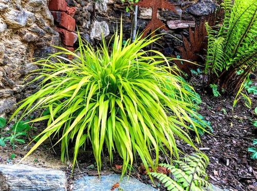 Hakonechloa smukła (Hakonechloa macra) jedna z najpiękniejszych traw ozdobnych.