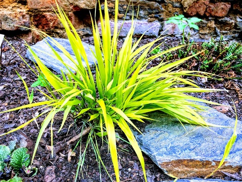 Hakonechloa smukła (Hakonechloa macra)