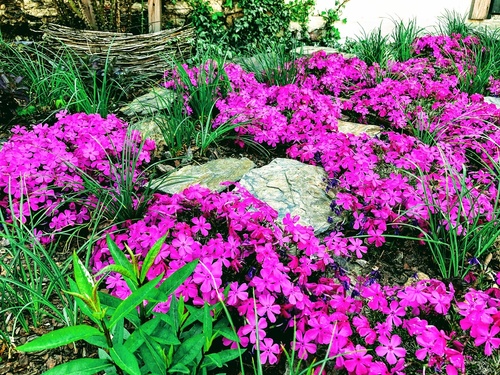 Phlox subulata McDaniels Cushion  Flox (Płomyk) szydlasty