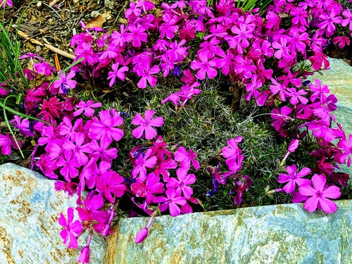 Phlox subulata McDaniels Cushion  Flox (Płomyk) szydlasty