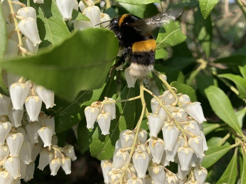 pieris japoński (Pieris japonica) - uprawa i pielęgnacja 